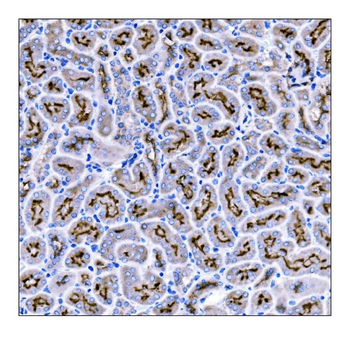 CD133/Prom1 Rabbit Polyclonal Antibody
