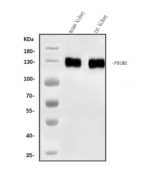 CD133/Prom1 Rabbit Polyclonal Antibody