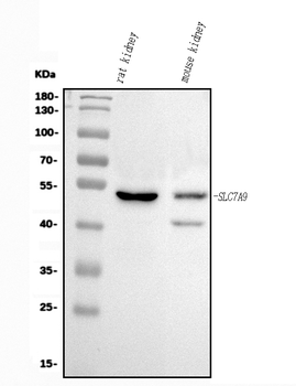 Slc7a9 Rabbit Polyclonal Antibody
