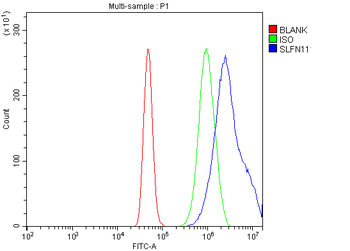 SLFN11 Antibody