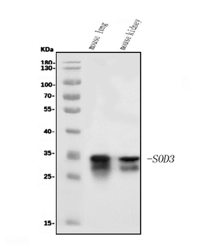 Superoxide Dismutase 3/EC-SOD/Sod3/EC Rabbit Polyclonal Antibody