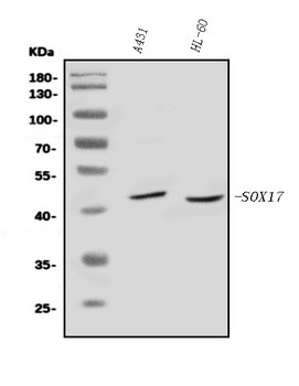 SOX17 Rabbit Polyclonal Antibody