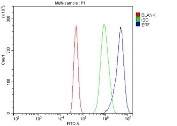 Serum Response Factor/SRF Antibody