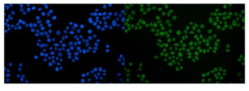 Serum Response Factor/SRF Antibody