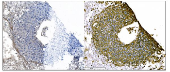 IGF2R Antibody (monoclonal, 6G2)