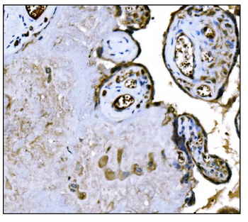 IGF2R Antibody (monoclonal, 6G2)