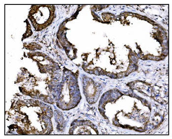 Hsp90 alpha Antibody (monoclonal, 6B5)