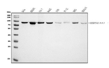 Hsp90 alpha Antibody (monoclonal, 6B5)