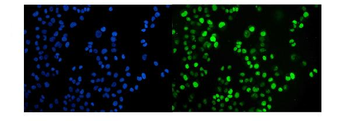 JAB1 Antibody (monoclonal, 4G9)