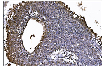 JAB1 Antibody (monoclonal, 4G9)