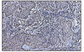JAB1 Antibody (monoclonal, 4G9)