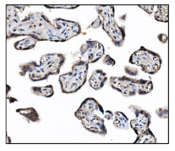 JAB1 Antibody (monoclonal, 4G9)