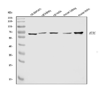 ATIC Rabbit Polyclonal Antibody