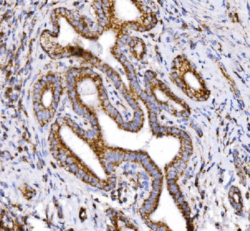 COX6B1 Rabbit Polyclonal Antibody