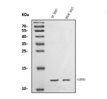 COX6B1 Rabbit Polyclonal Antibody