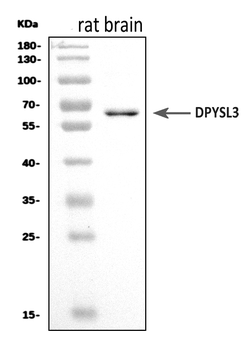 CRMP4/Dpysl3 Rabbit Polyclonal Antibody