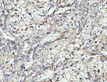 DUSP6 Rabbit Polyclonal Antibody