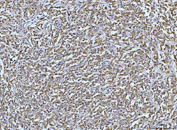 DUSP6 Rabbit Polyclonal Antibody