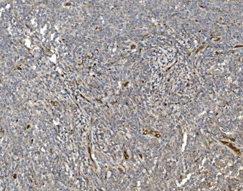 EIF3C Rabbit Polyclonal Antibody