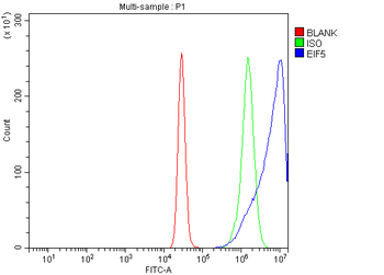 EIF5 Antibody