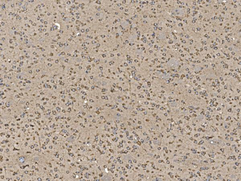EIF5 Antibody