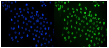 c-Jun/JUN Rabbit Polyclonal Antibody