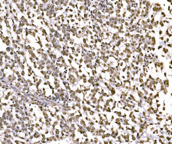 c-Jun/JUN Rabbit Polyclonal Antibody