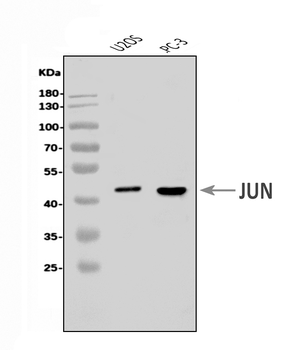 c-Jun/JUN Rabbit Polyclonal Antibody