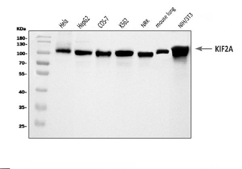 KIF2A Rabbit Polyclonal Antibody