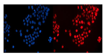 MAFF Rabbit Polyclonal Antibody