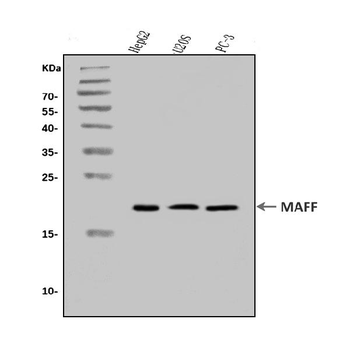 MAFF Rabbit Polyclonal Antibody