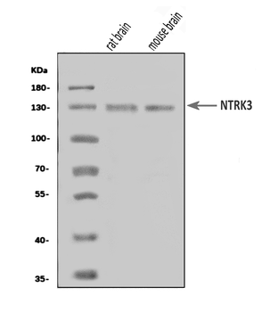 TrkC/NTRK3 Rabbit Polyclonal Antibody