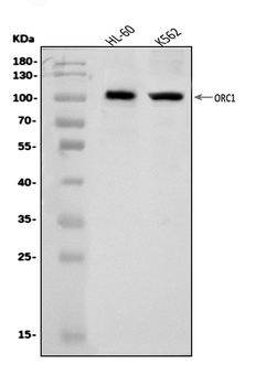 ORC1 Rabbit Polyclonal Antibody