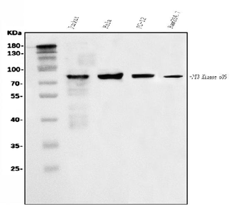 PI 3 Kinase p85 alpha/PIK3R1 Rabbit Polyclonal Antibody