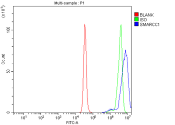 SMARCC1/BAF155 Rabbit Polyclonal Antibody