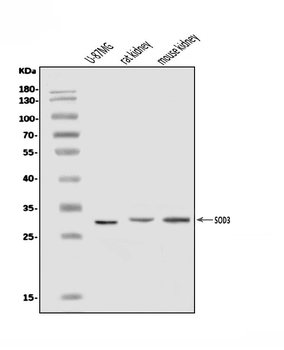Superoxide Dismutase 3/EC-SOD/SOD3/EC Rabbit Polyclonal Antibody