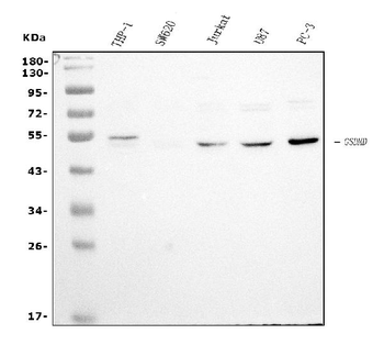 GSDMD Mouse Monoclonal Antibody