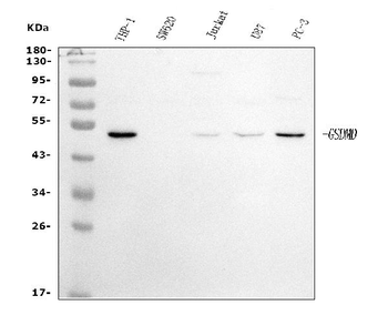 GSDMD Mouse Monoclonal Antibody