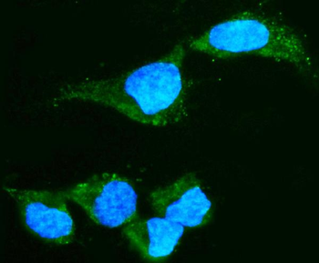Alpha A Crystallin Mouse Monoclonal Antibody