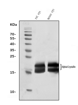 Alpha A Crystallin Mouse Monoclonal Antibody