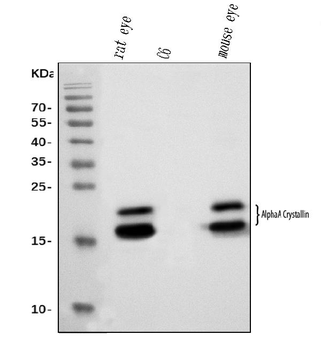 Alpha A Crystallin Mouse Monoclonal Antibody