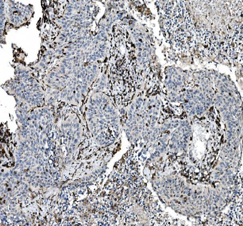 CD45 Mouse Monoclonal Antibody