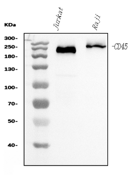 CD45 Mouse Monoclonal Antibody
