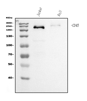 CD45 Mouse Monoclonal Antibody
