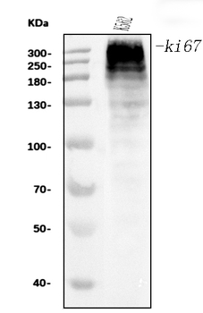 Ki67 Antibody (monoclonal, 5C7)
