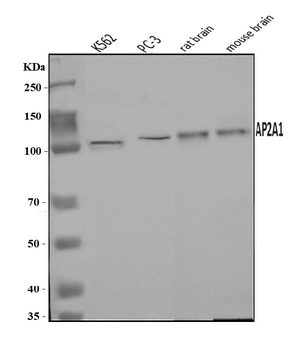 alpha Adaptin/AP2A1 Rabbit Polyclonal Antibody