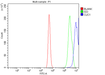 CLIC1 Rabbit Polyclonal Antibody
