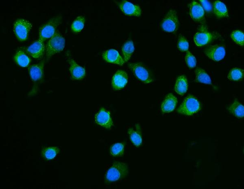 Dicer/DICER1 Antibody
