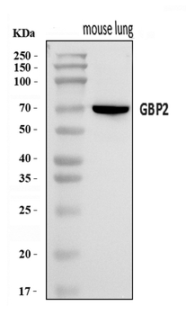 Gbp2 Rabbit Polyclonal Antibody