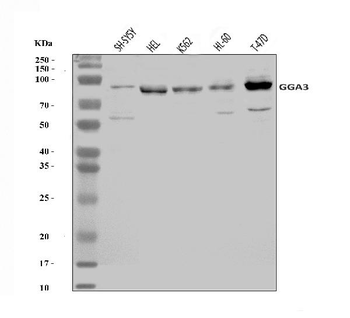 GGA3 Rabbit Polyclonal Antibody